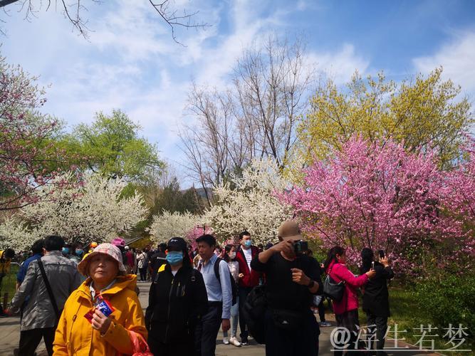 清明假期文旅融合热点：春游赏花观景成消费新亮点